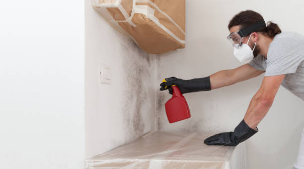 Professional Basement Mold Remediation technician working in Hamilton, IL