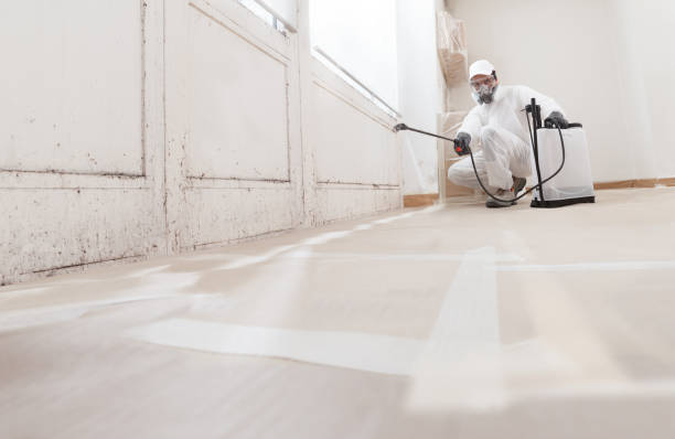 24/7 Emergency Basement Mold Remediation experts in Hamilton, IL