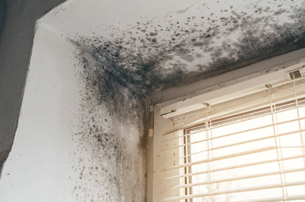 Affordable Basement Mold Remediation solutions in Hamilton, IL