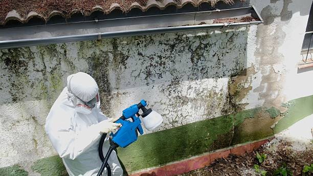 Top rated local Basement Mold Remediation specialists in Hamilton, IL